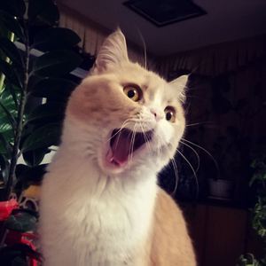 㓜交videos乱叫娇小HD
